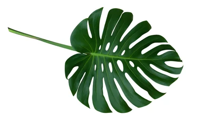 Poster Monstera Grünes Monstera-Pflanzenblatt mit Stiel, die tropische immergrüne Rebe isoliert auf weißem Hintergrund, Beschneidungspfad enthalten