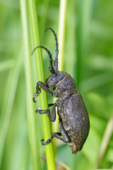 Black beetle with long mustache.