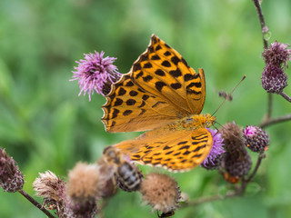 The silver-washed fritillary butterfly (Argynnis paphia)