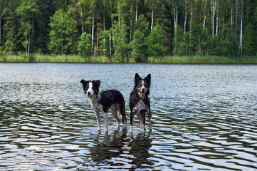 Two Border Collie dogs bathe in the lake.