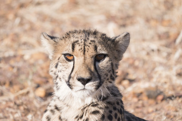 Namibia