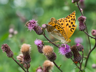 Obraz premium The silver-washed fritillary butterfly (Argynnis paphia)