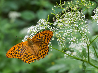 The silver-washed fritillary butterfly (Argynnis paphia)