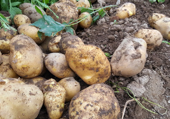 fresh harvested potatoes on the garden