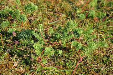 needle like leaves of a cypress spurge in summer