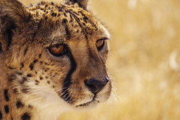 Namibia