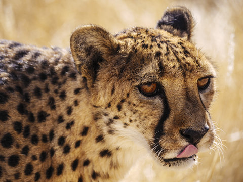 Namibia