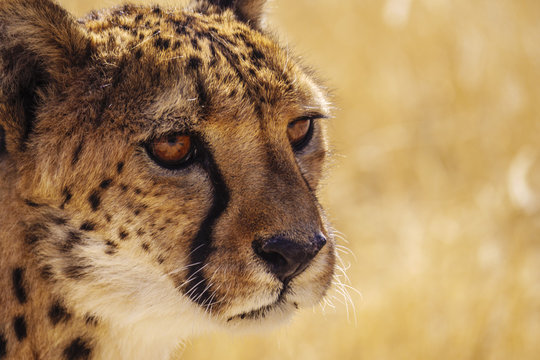 Namibia