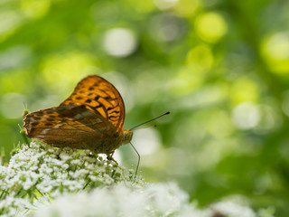 Obraz premium The silver-washed fritillary butterfly (Argynnis paphia)