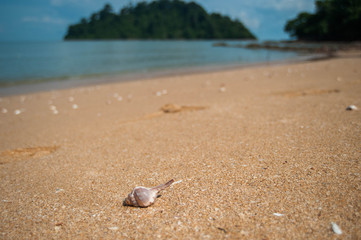 seashell by seaside