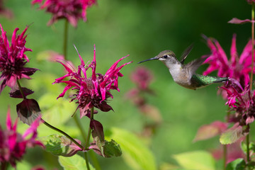 A Ruby-throated hummingbird hovers while feeding on Bee Balm flowers © brianguest