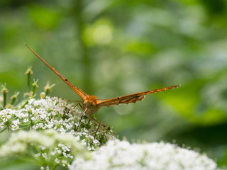 The silver-washed fritillary butterfly (Argynnis paphia)