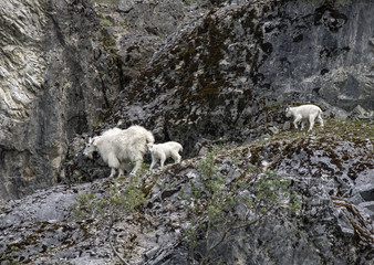 Fototapeta premium Mountain Goat Mama and Babies, Glacier Bay, Alaska