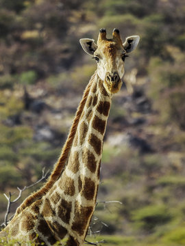 Namibia