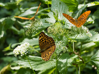 The silver-washed fritillary butterflies (Argynnis paphia)