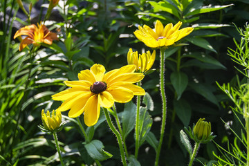 Brown Eyes Susans
