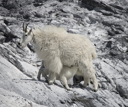 Nursing Kid and Mountain Goat Mama, Glacier Bay, Alaska