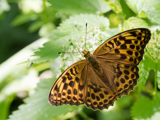 The silver-washed fritillary butterfly (Argynnis paphia), female