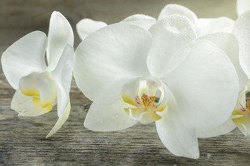 White Orchid flowers on wooden rustic background