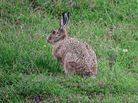 Hare (Lepus europaeus) in the pasture