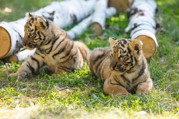 Little cubs in the wild on the grass are cute and funny
