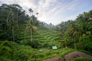 Tegalalang rice fields, Ubud, Bali