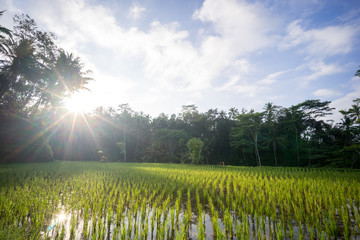 Tegalalang rice fields, Ubud, Bali © Hugo