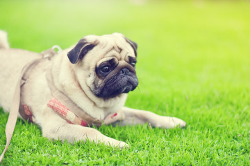 Fototapeta premium Cute brown fat Pug feel sad in garden 