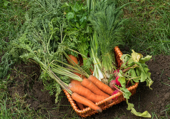  fresh carrots with greens on the ground