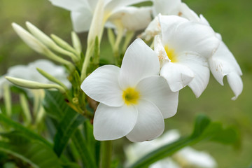 White flower in the garden