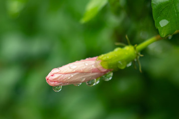 Detail of flower stigma water drops