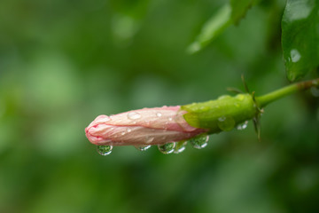 Water drops on flower