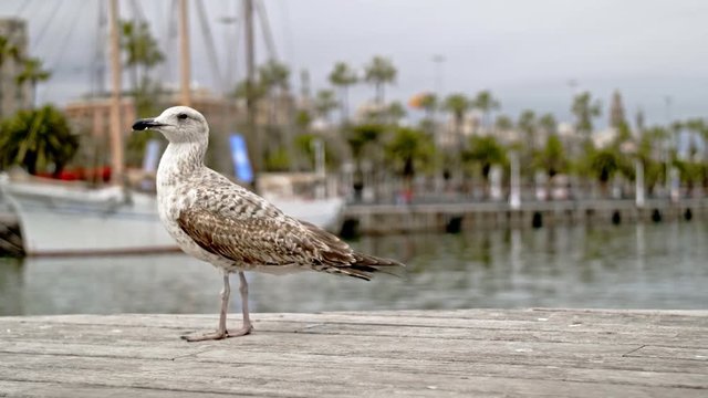 Seagull at harbour on a pier
