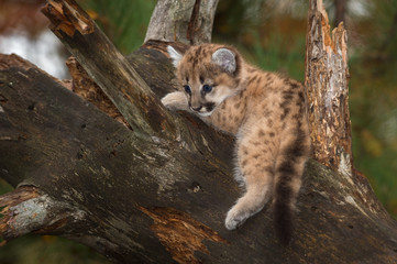 Female Cougar Kitten (Puma concolor) Dangles Leg