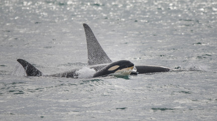 Naklejka premium Baby Orca Swimming with Family, Alaska