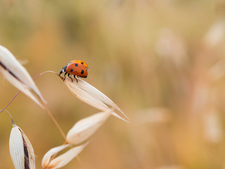 The seven-spot ladybird (Coccinella septempunctata)