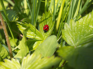 The seven-spot ladybird (Coccinella septempunctata)