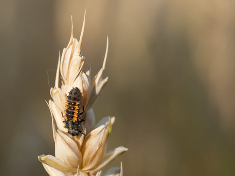 Ladybug larva sitting on a grain