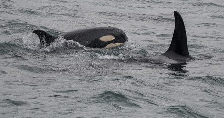 Obraz premium Mała Orca pływa obok mamy, Glacier Bay na Alasce