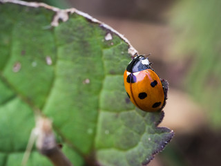 The seven-spot ladybird (Coccinella septempunctata)