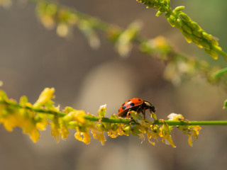 Obraz premium Multicolored Asian lady bug beetle