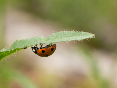 The seven-spot ladybird (Coccinella septempunctata)