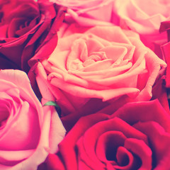 A bouquet of red roses, close-up. Tinting in the style of instagram, square.