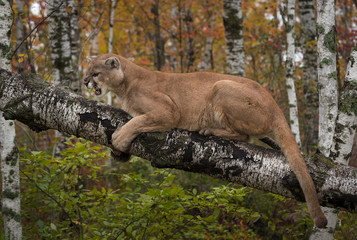 Fototapeta premium Snarling Adult Male Cougar (Puma concolor)