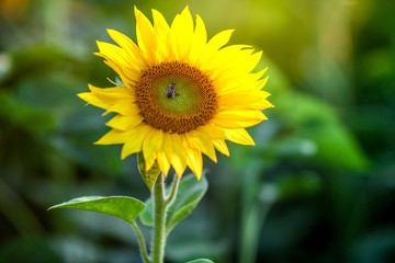Honey bee covered with yellow pollen collecting nectar in flower. Animal is sitting collecting in sunny summer sunflower. Important for environment ecology sustainability. Awareness of climate change