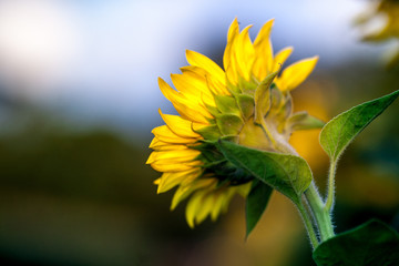 field of blooming sunflowers on a background sunset.