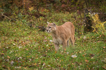 Adult Male Cougar (Puma concolor) Stands on Ground Looking Left