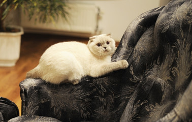 The British Shorthair cat lying on the sofa in the room. She has a frightened look