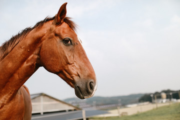 Fototapeta premium Blick eines Pferdes