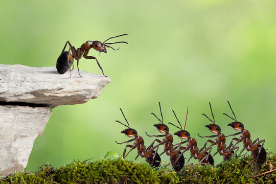 Crowd of red ants, speaker, protesting